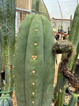 Super Pedro (Rooted Plants)
