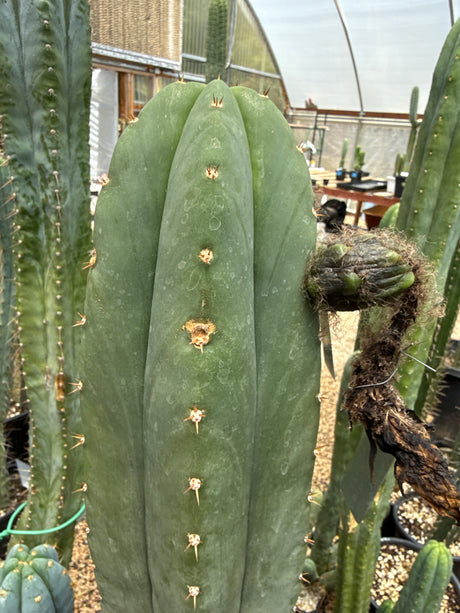 Super Pedro (Rooted Plants)