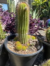 Grandiflora (Cuttings)