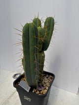 Eileen (Rooted Plants)