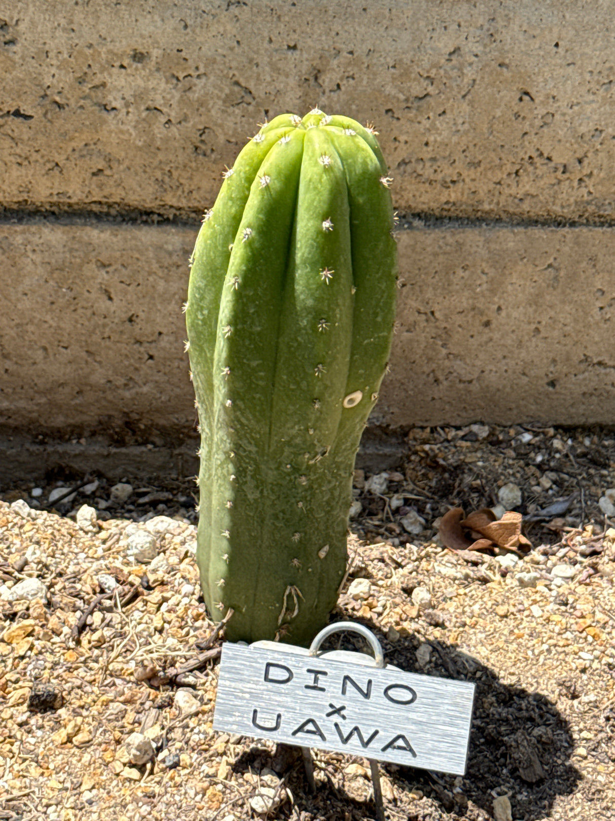 Dino x Uawa (Cuttings)