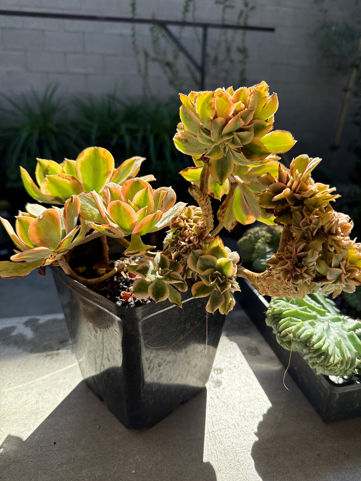 Crested Aeonium 'Kiwi' – Dinner Plate