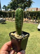 Maipu x MT01 (Yearlings)