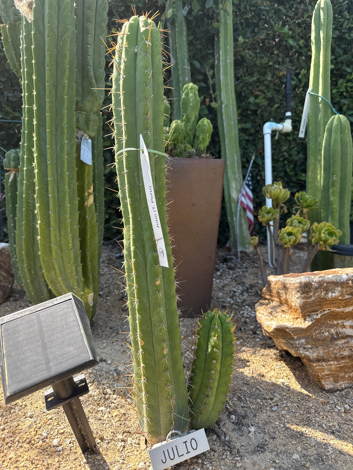Julio (Cuttings)