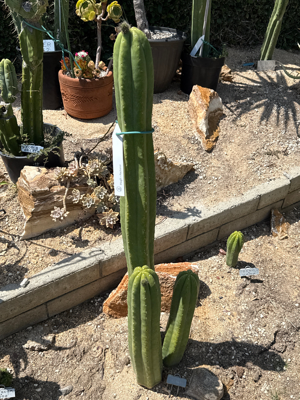 Hugh (Cuttings)