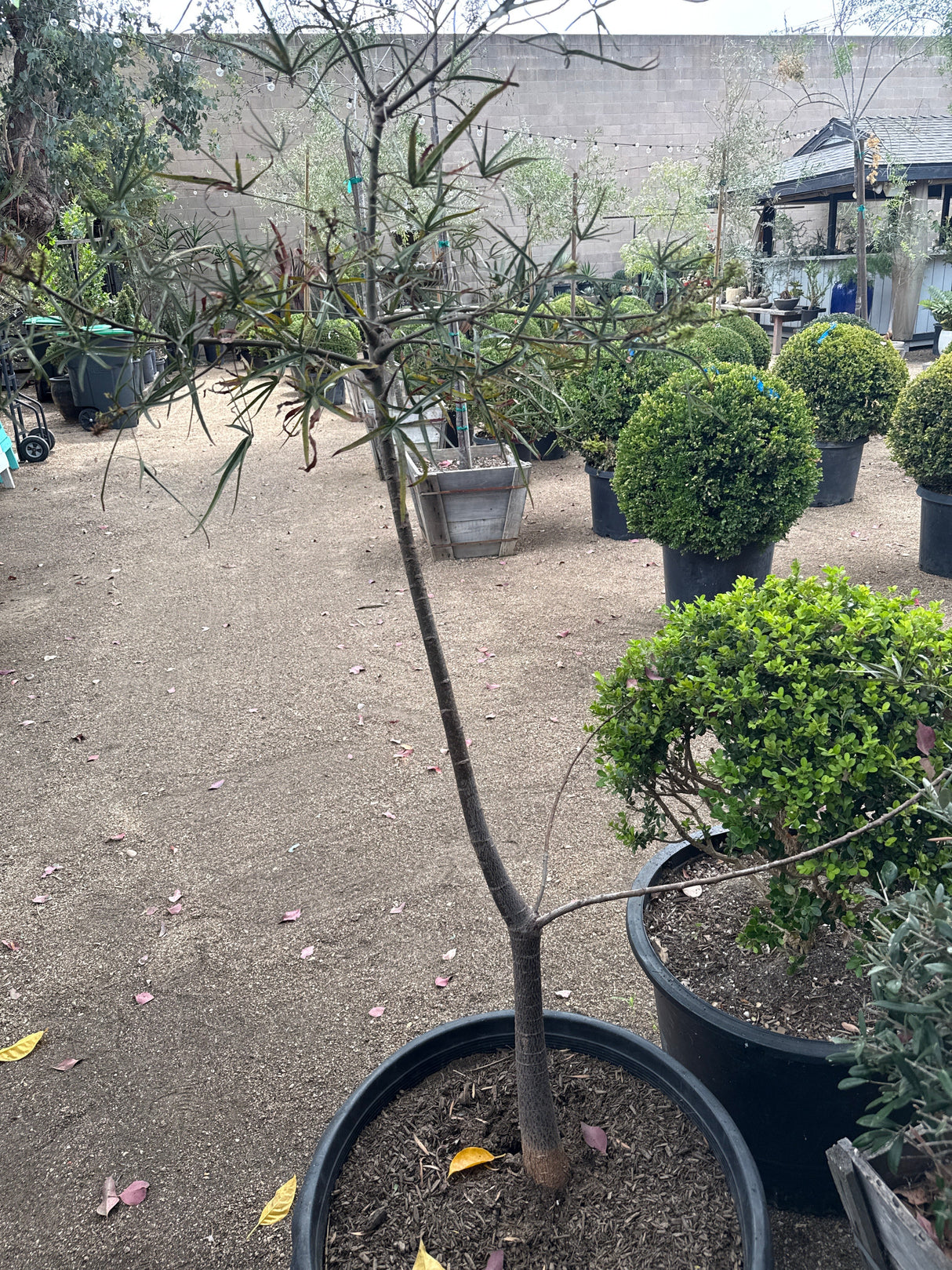Queensland Bottle Tree – Brachychiton rupestris