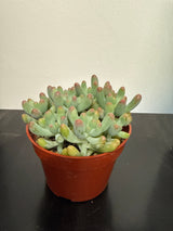 Sedum rubrotinctum – Jelly Bean Plant / Pork and Beans