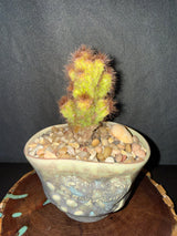 Opuntia rufida minima f. monstrose – Crested Blind Prickly Pear