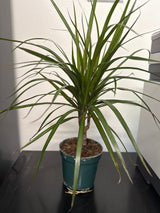 Dracaena Marginata Cane – Madagascar Dragon Tree