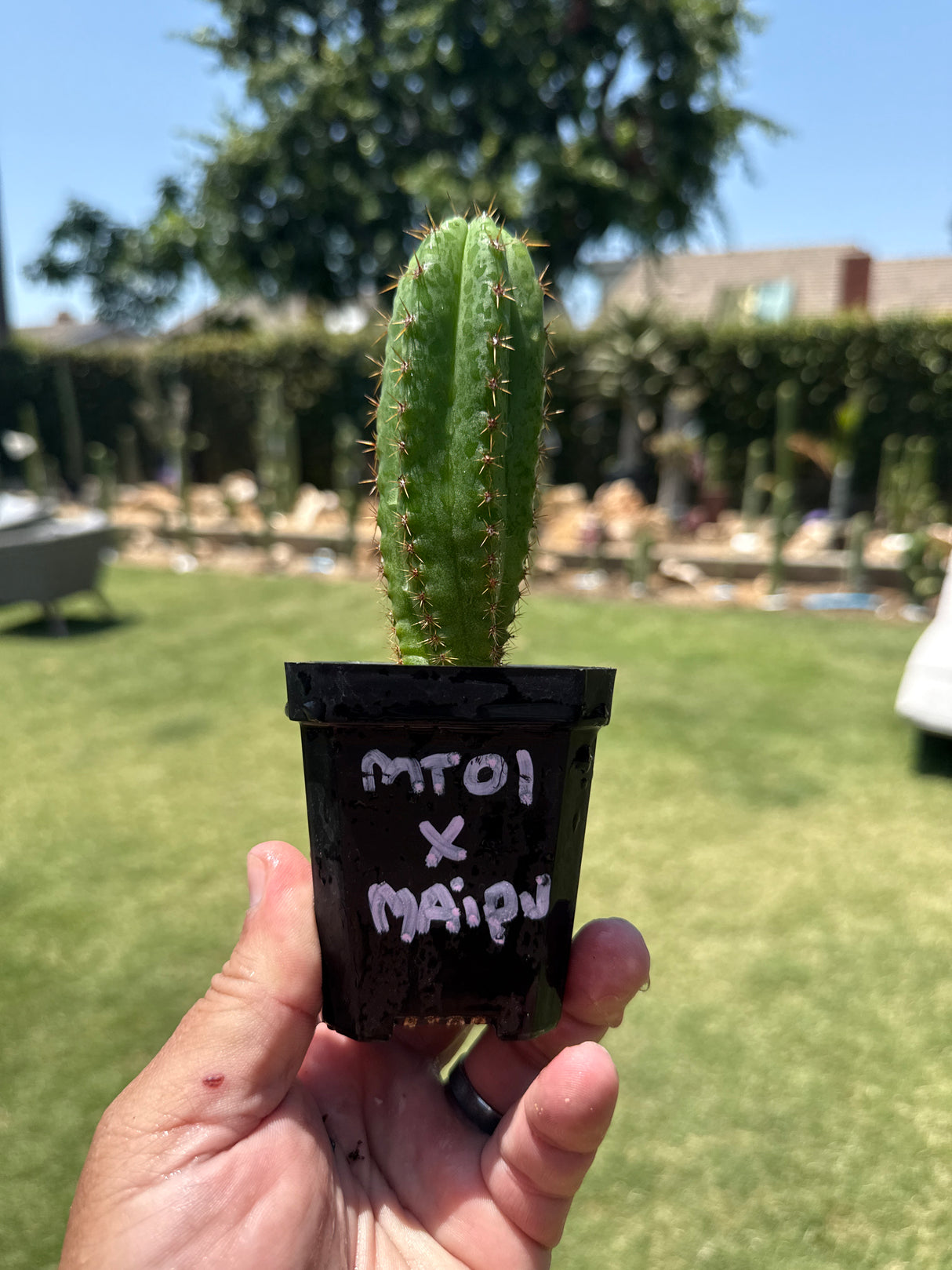 MT01 x Maipu (Yearlings)