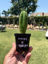 MT01 x Maipu (Yearlings)