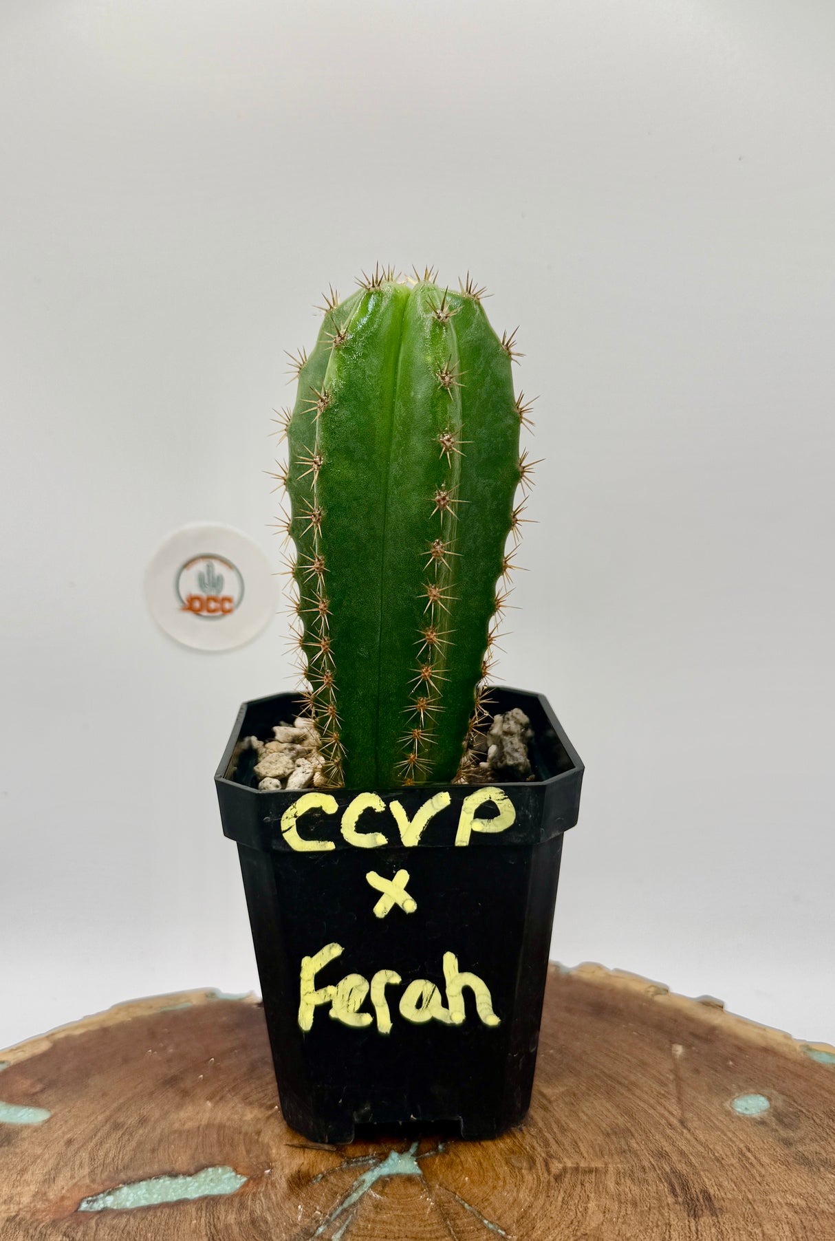 CCVP x Ferah (Yearlings)