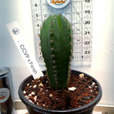 Rare Cactus - Columnar Cactus Hybrid - (CCVPxFER)
