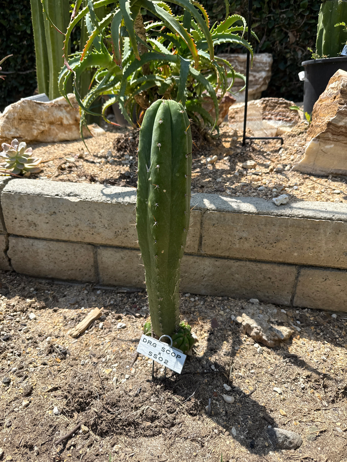 Dr. G Scopulicola x SS02 (Cuttings)