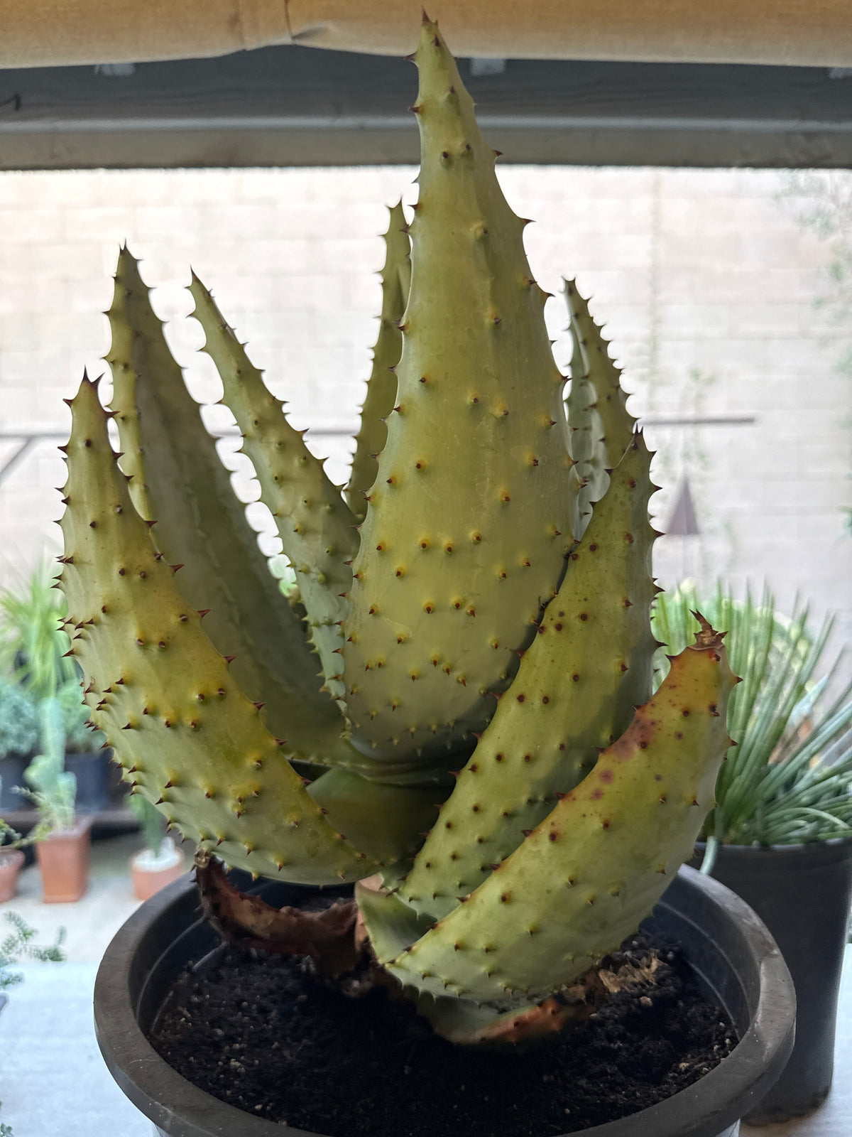 Aloe marlothii (Mountain Aloe)