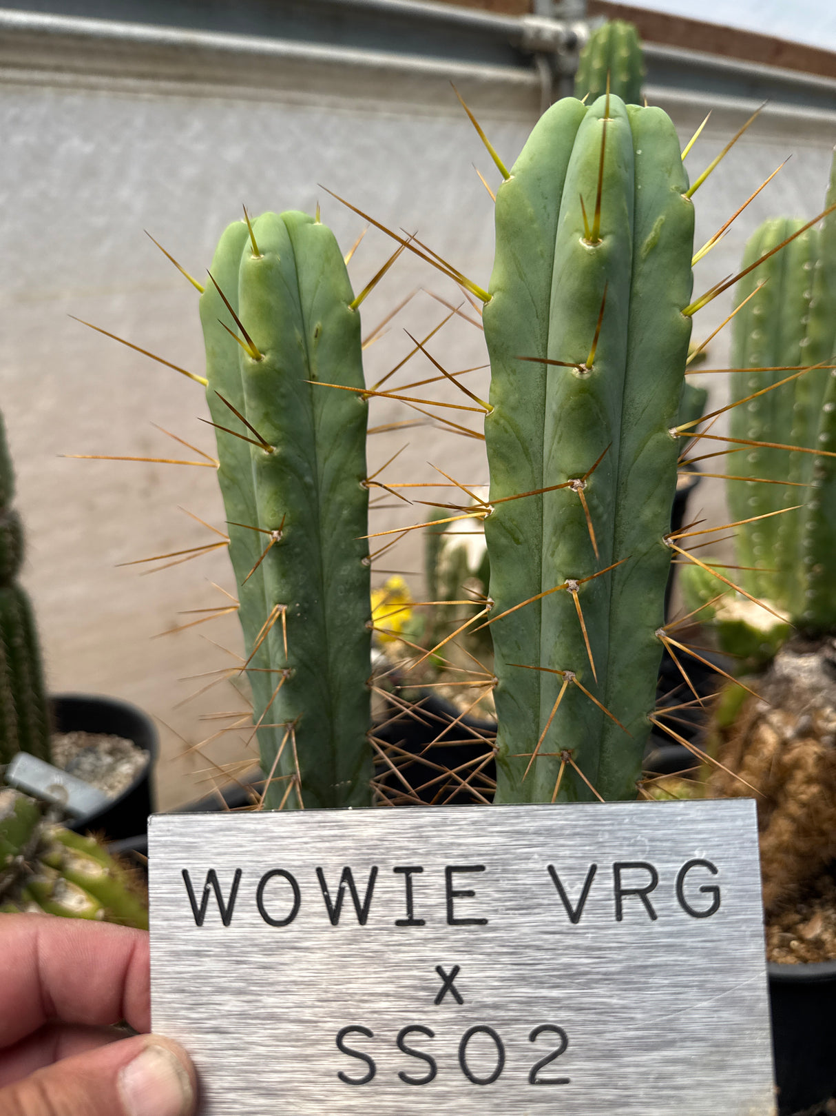 Wowie x SS02 VRG (Cuttings)
