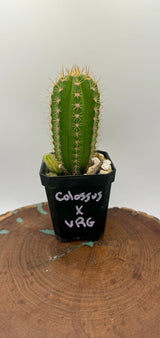 Colossus x Val VRG (Yearlings) Plantstock