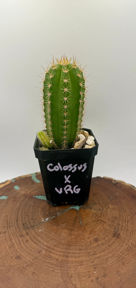 Colossus x VRG