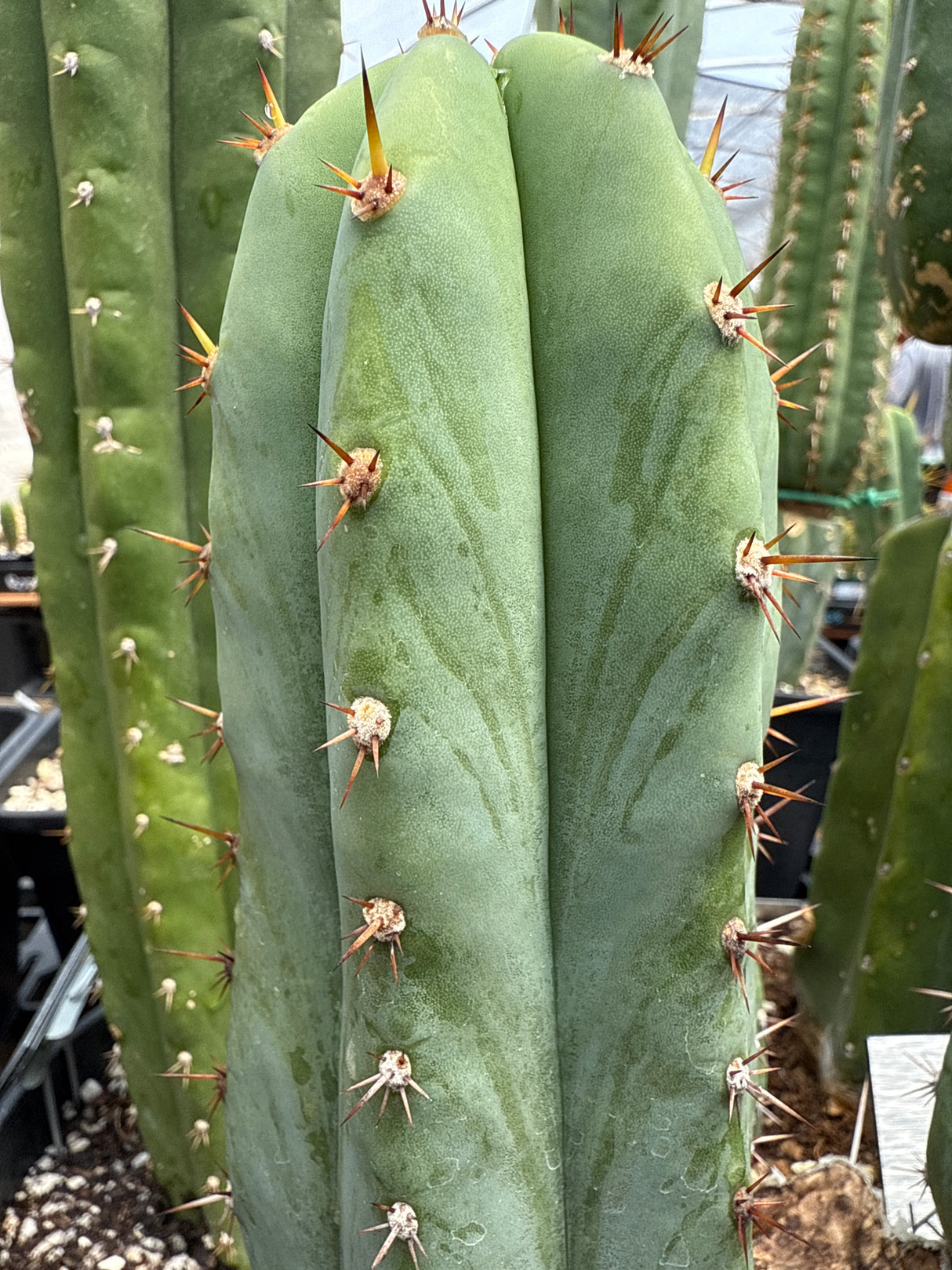 Kimnach (Cuttings)