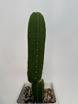 Guru x Notch (Rooted Plants)