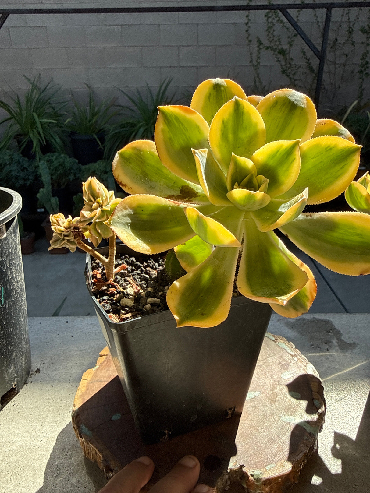 Aeonium 'Kiwi' – Tricolor Variegated Succulent