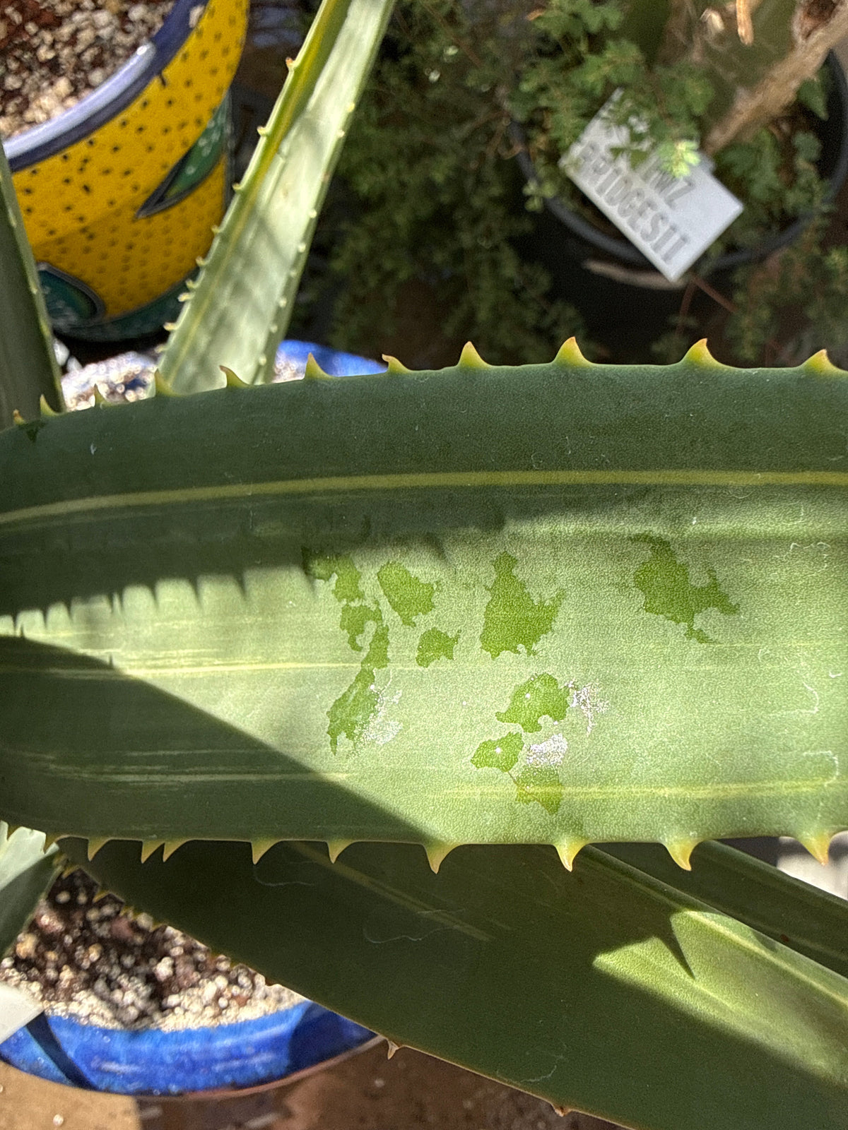 Variegated Aloe 'Hercules' – Tree Aloe