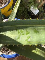 Variegated Aloe 'Hercules' – Tree Aloe
