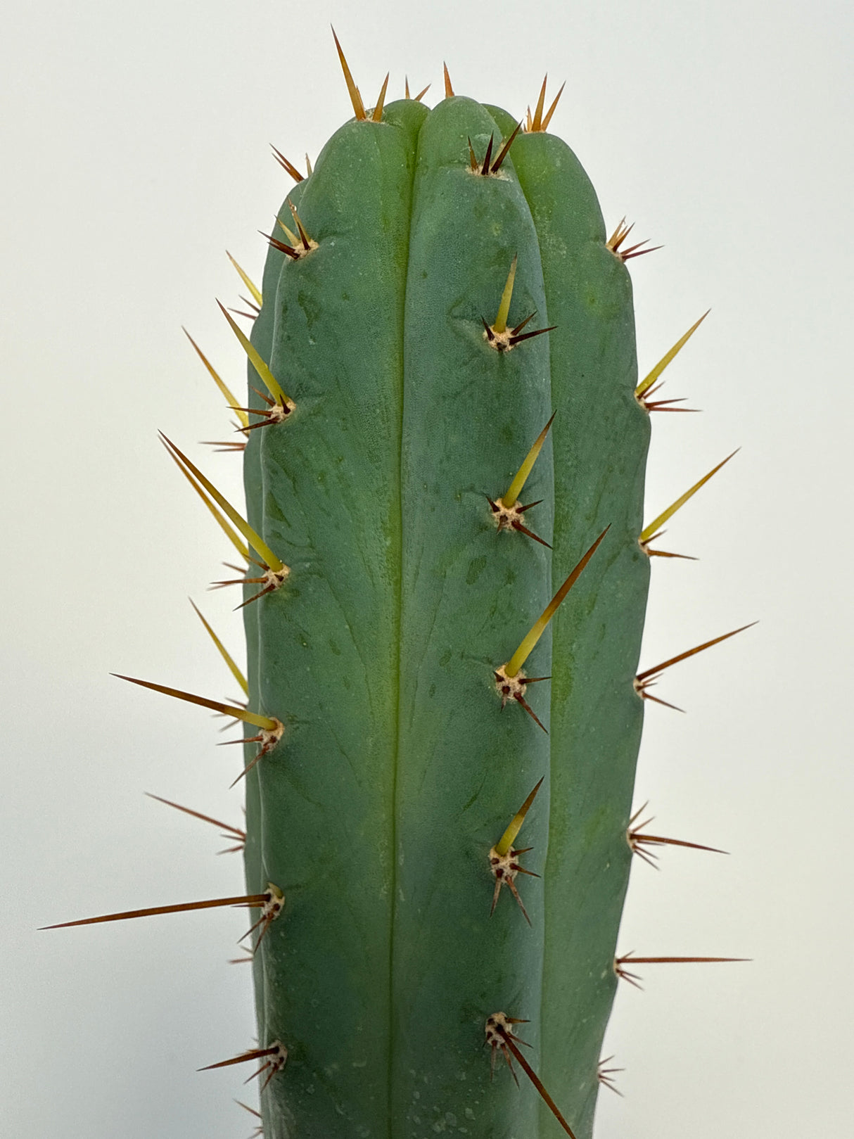 Los Gentiles (Cuttings)