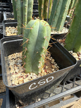 CSD 'Chemical Shamans Dick' (Grafts)