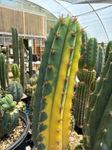 JS 47 V (Grafts)