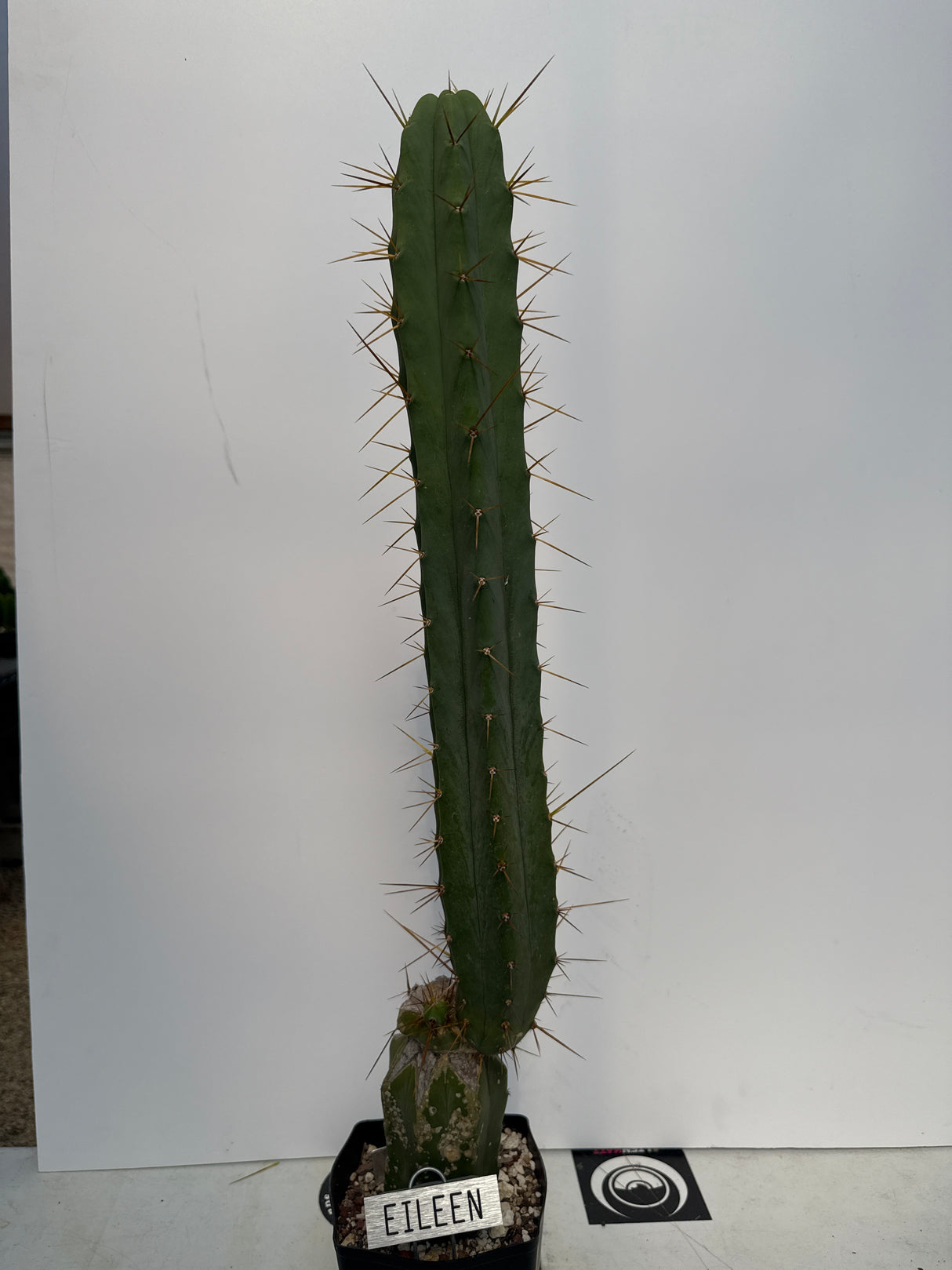 Eileen (Grafts)