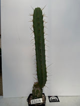 Eileen (Grafts)
