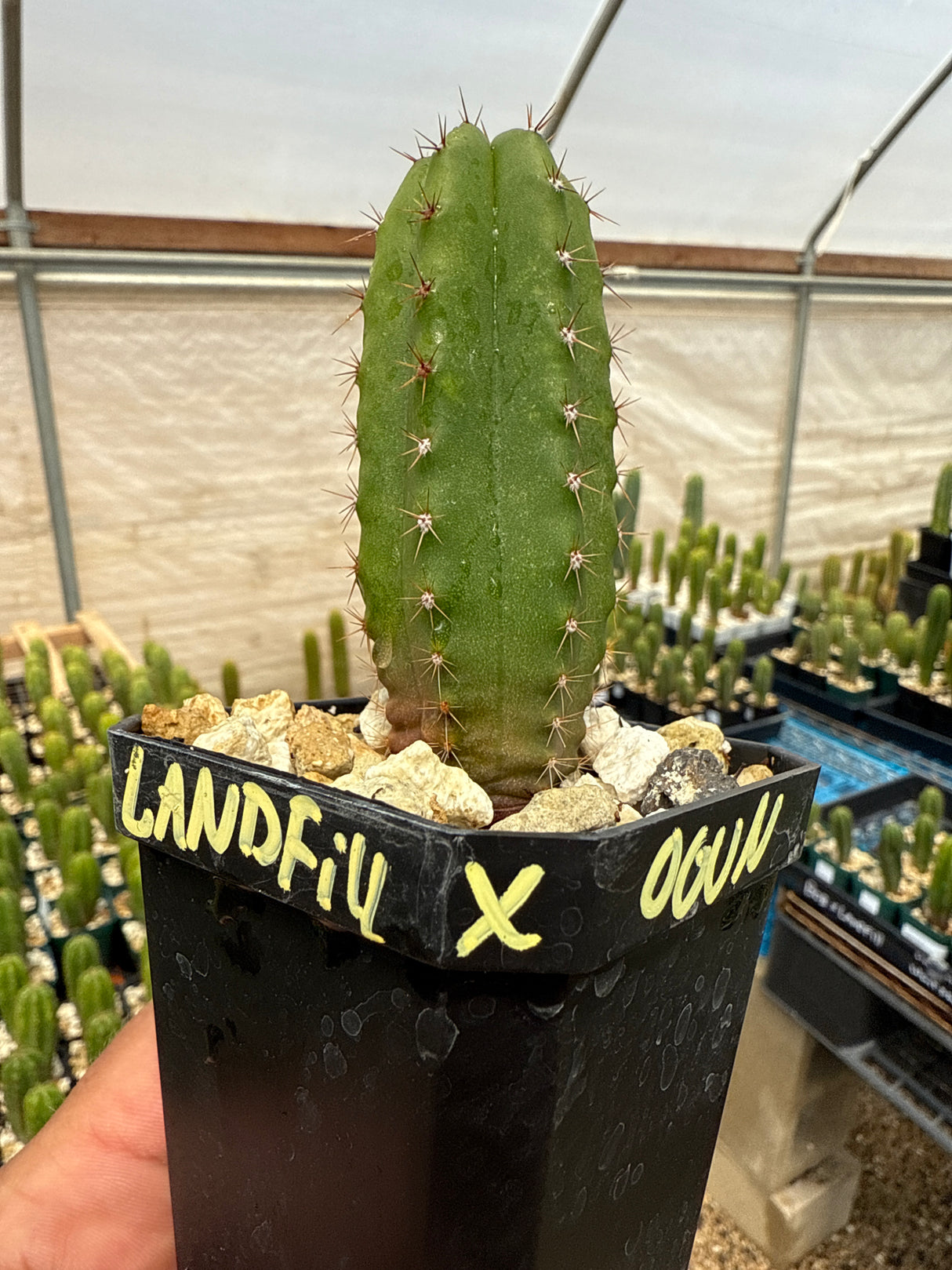 Landfill x Ogun (Yearlings)