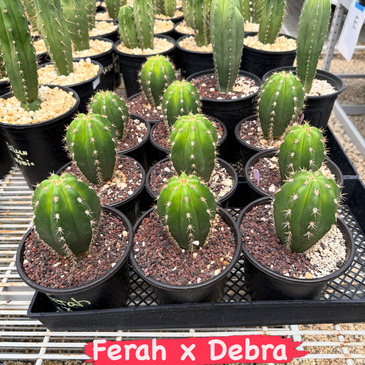 Ferah x Debrah - Columnar Cactus Hybrid