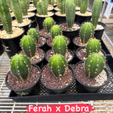 Ferah x Debrah - Columnar Cactus Hybrid