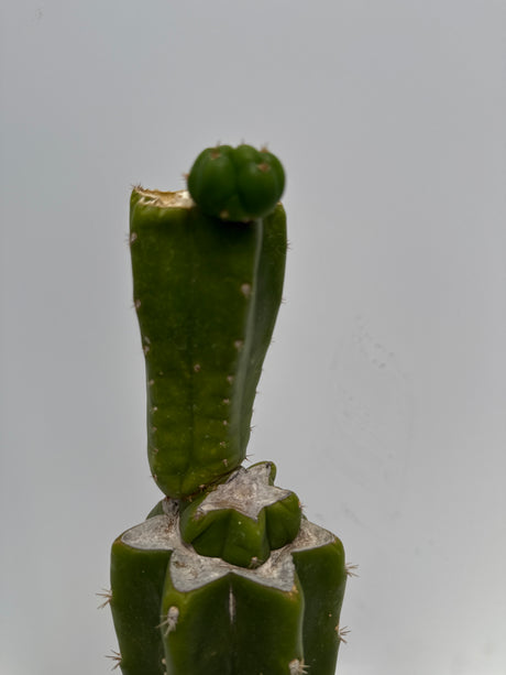 CH 01 (Rooted Plants)