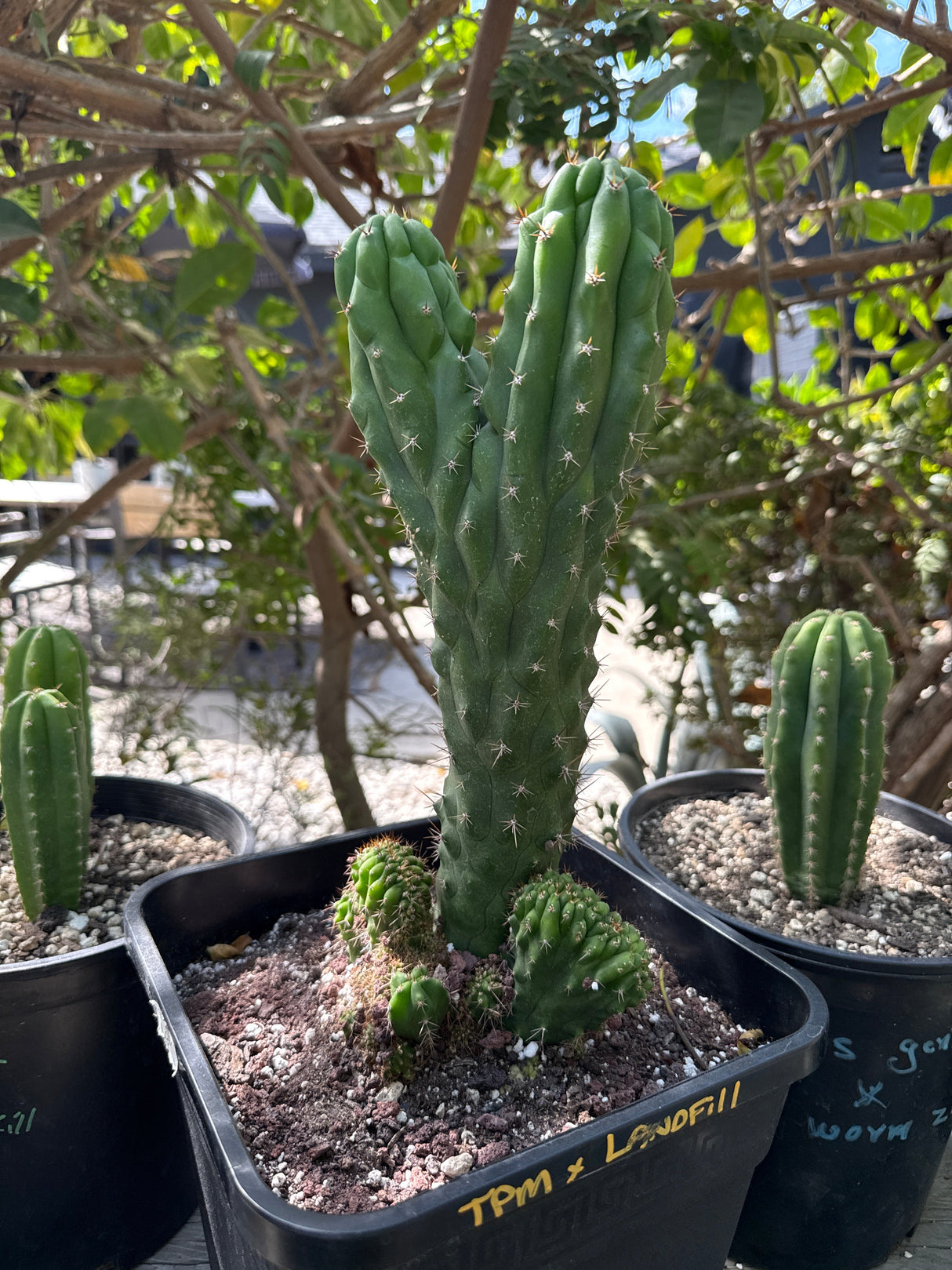 TPM × Landfill – Columnar Cactus Hybrid