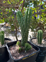 TPM × Landfill – Columnar Cactus Hybrid