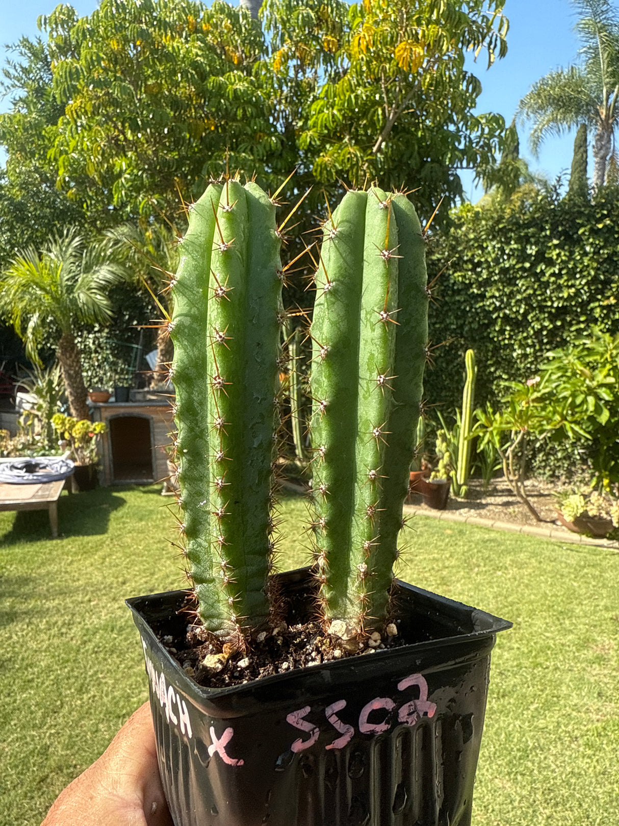 Kimnach x SS02 (Grafts)