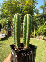 Kimnach x SS02 (Grafts)