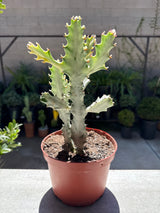Euphorbia lactea 'Variegata' – White Ghost / Dragon Bones