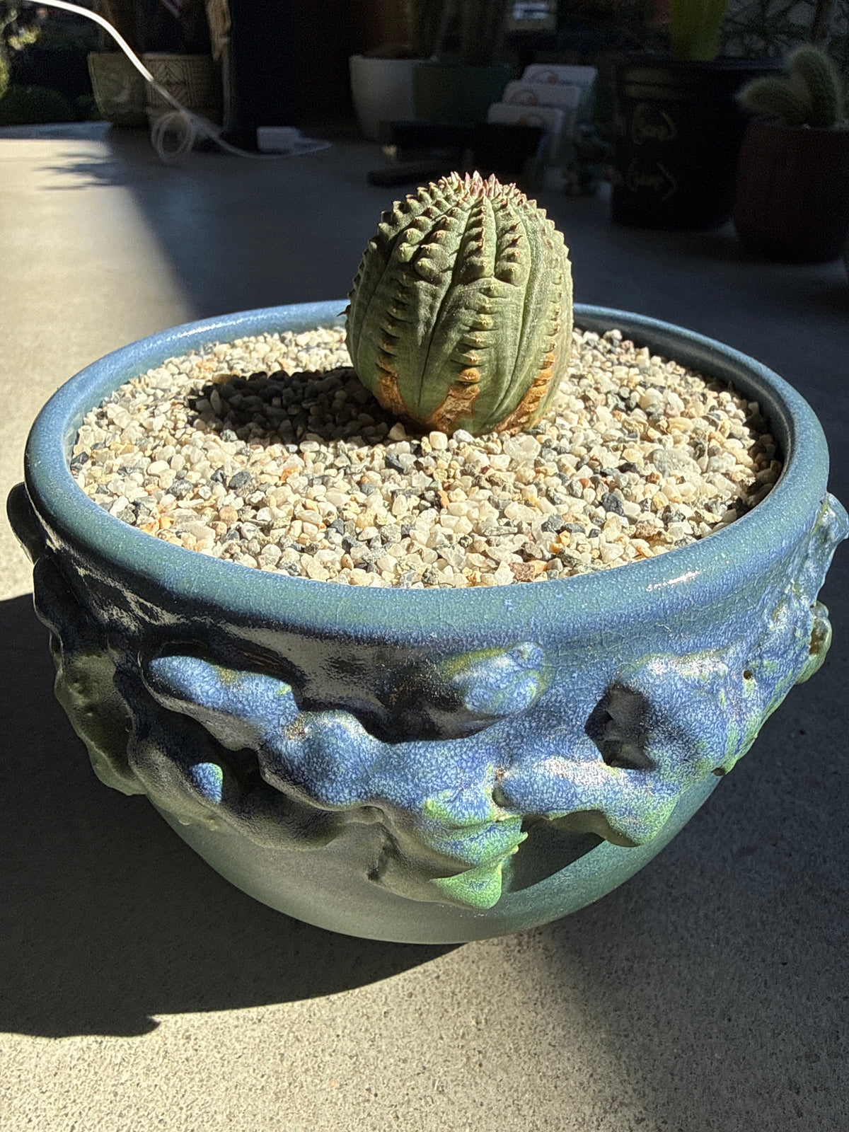 Euphorbia obesa (Baseball Plant)