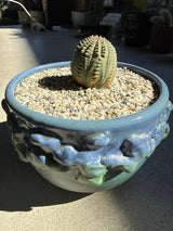 Euphorbia obesa (Baseball Plant)