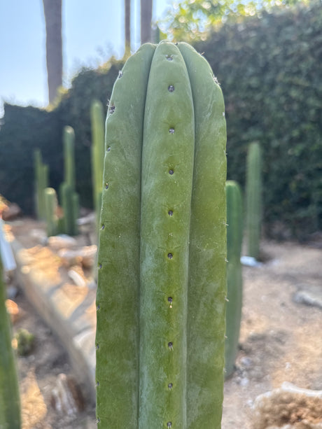 Adele (Cuttings)