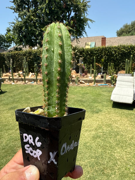 Dr. G Scopulicola x  Chaleansis VRG  (Yearlings)