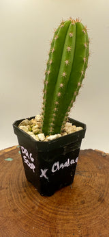 Dr. G Scopulicola x  Chaleansis VRG  (Yearlings)