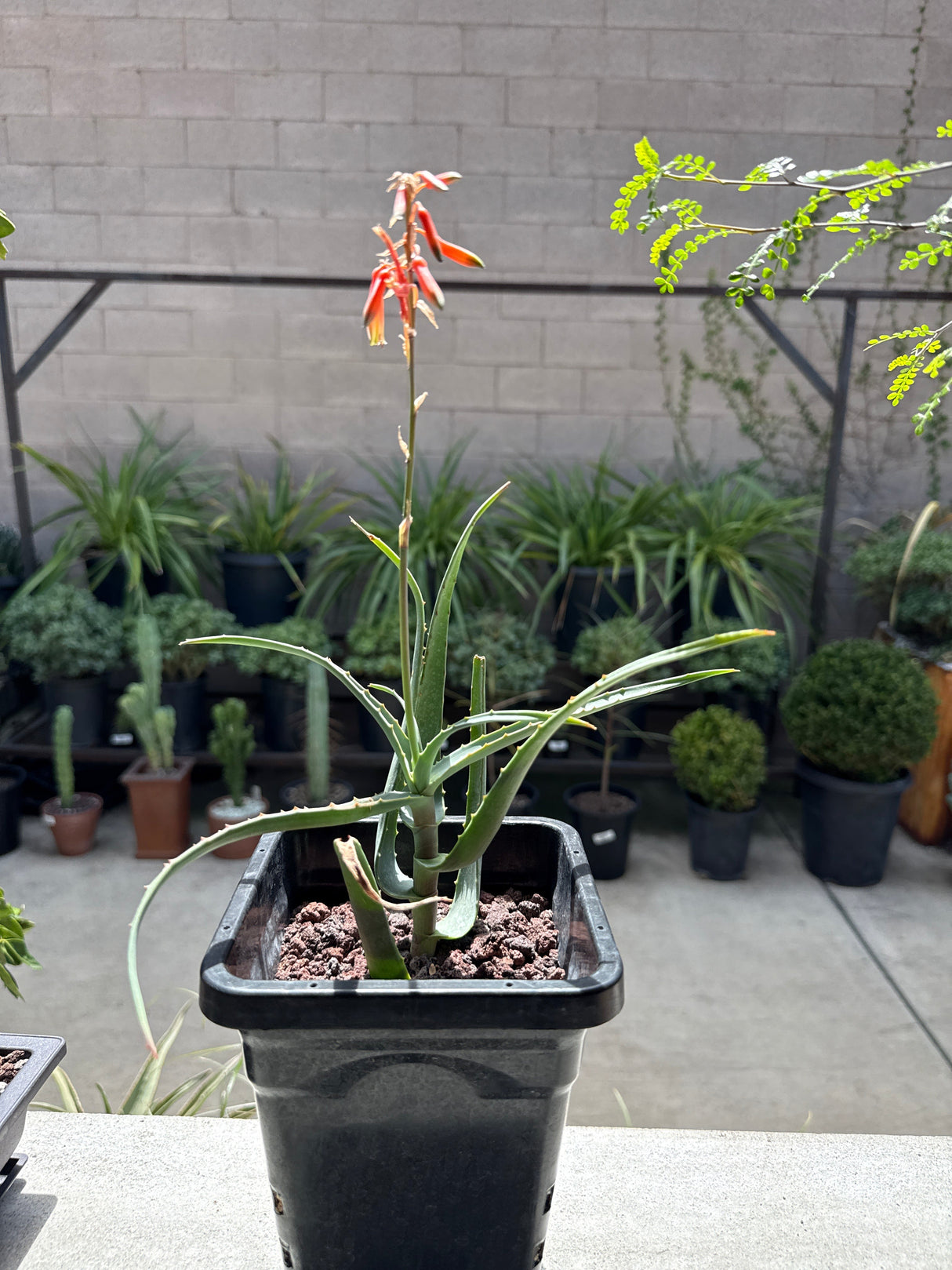 Hedgehog Aloe – Aloe humilis / Aloe erinacea