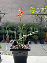 Hedgehog Aloe – Aloe humilis / Aloe erinacea