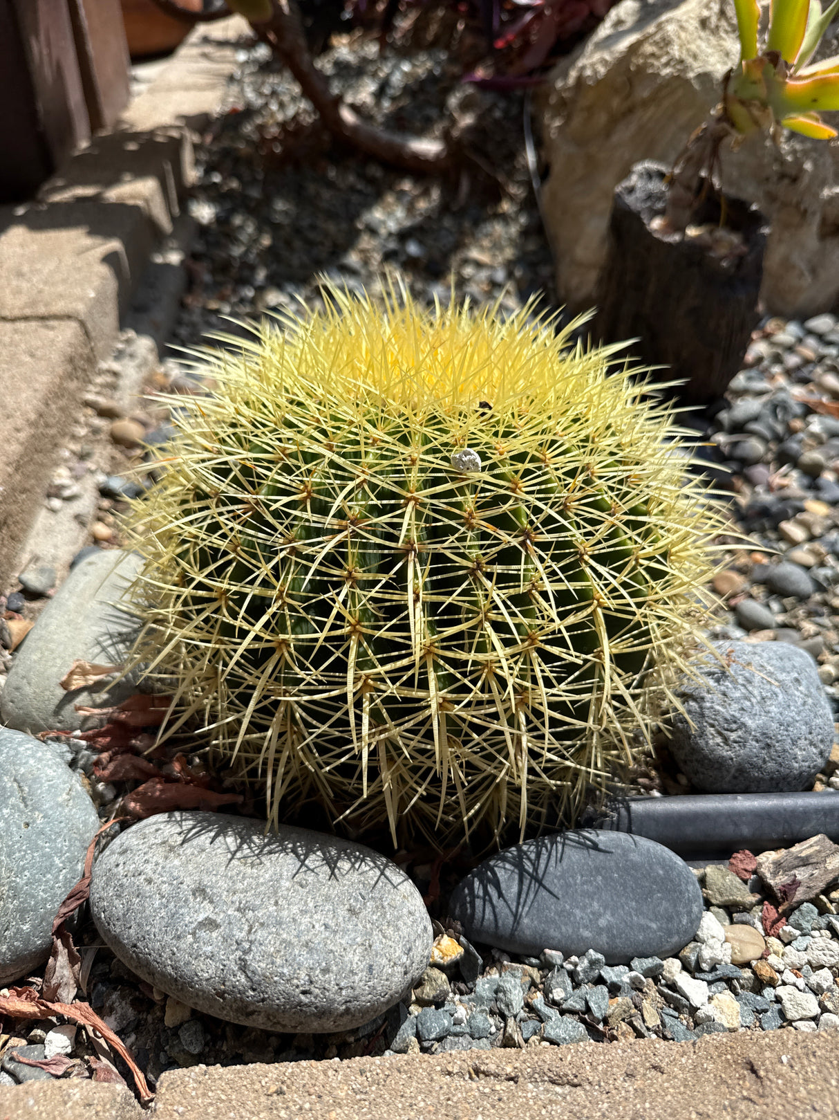 Barrell Cactus (Echinocactus Grusonii) - (Rooted Plants)