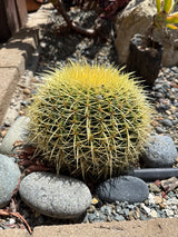 Barrell Cactus (Echinocactus Grusonii) - (Rooted Plants)
